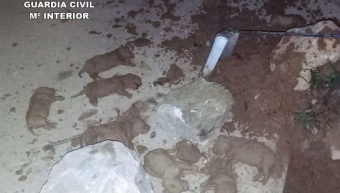 Entierran nueve cachorros vivos en España y causa indignación en el país