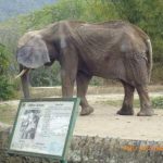 Ante la crisis zoológico venezolano sacrifica sus animales para alimentar a otros  