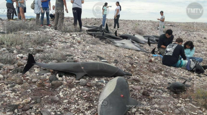Quedan varados 52 delfines en La Paz
