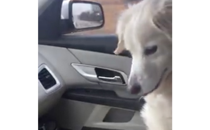 VIRAL: La conmovedora reacción de un perro después de ser adoptado