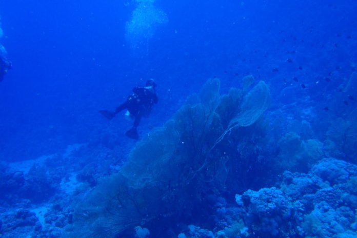 Escalofriantes sonidos emanan de las profundidades del mar Rojo