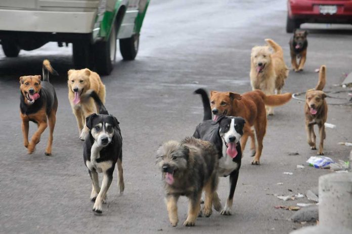 Asesinan a hombre por ofrecer carne envenenada a perros