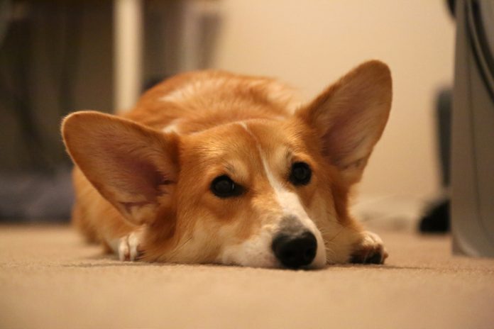 Un perro corgi montado en un poni deja boquiabierta a la Red