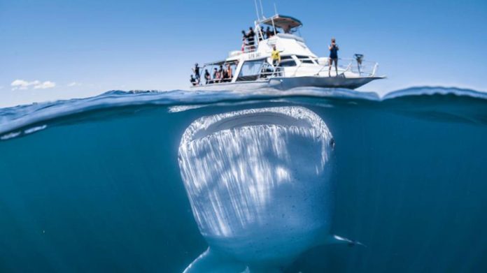 Uno de las especias más grandes del mar  son los tiburones ballena,  estos escualos que pueden medir unos 12 metros de largo y pesar cerca de 20 toneladas.