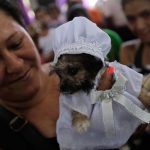 Perros peregrinan junto a sus dueños para darle gracias a su Santo Patrono