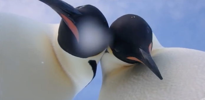 VIDEO: Dos pingüinos encuentran una cámara y se hacen una 'selfie'