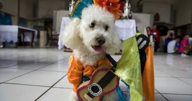 Perros peregrinan junto a sus dueños para darle gracias a su Santo Patrono Perros peregrinan junto a sus dueños para darle gracias a su Santo Patrono