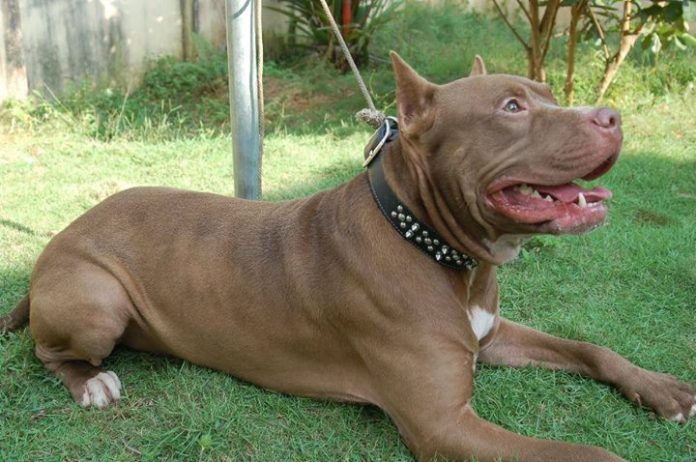 Pitbull arranca oreja de ladrón que entró a casa de sus dueños en Guanajuato