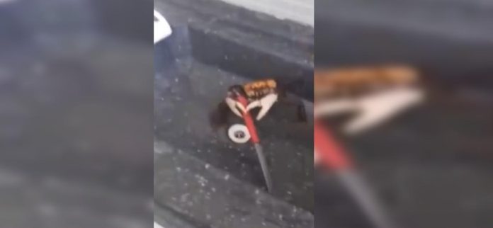 Un cangrejo de Brasil se defiende con un cuchillo de un cocinero