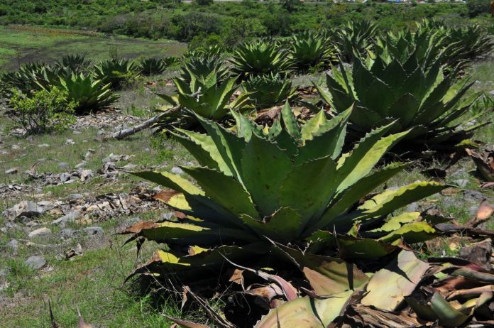 Asociación de Productores de Mezcal del Sur de Morelia con déficit de planta