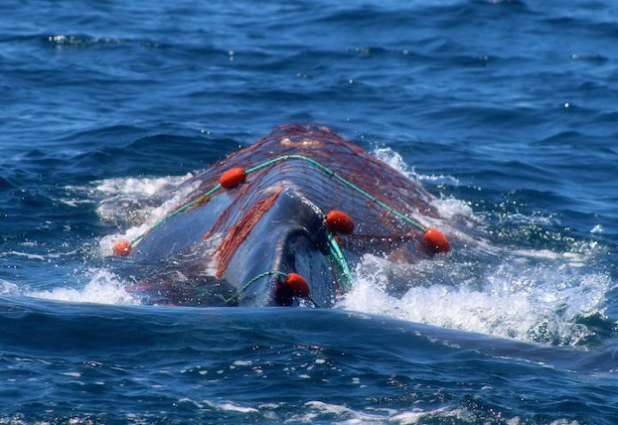 Video: Salvan a ballena atrapada en una malla en las costas de Baja California Sur