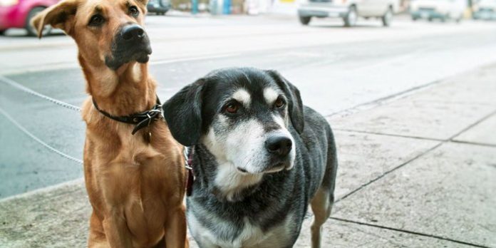 Exigen decapitar perros y llevar la cabeza para acreditar servicio social en Tabasco