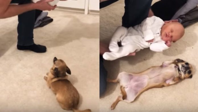 Video: Reacción de un Chihuahua al conocer al bebé de sus dueños