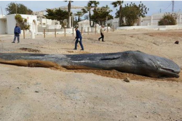Hallan 29 kilos de plástico y vidrio en estómago de ballena muerta en España