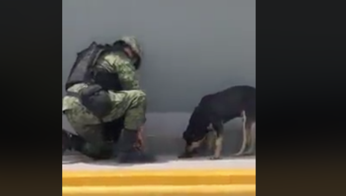 VIDEO: Soldados mexicanos alimentan a perro callejero y se vuelve virales