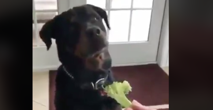 VIDEO: La forma en que este perro se niega a comer verduras, se ha hecho viral