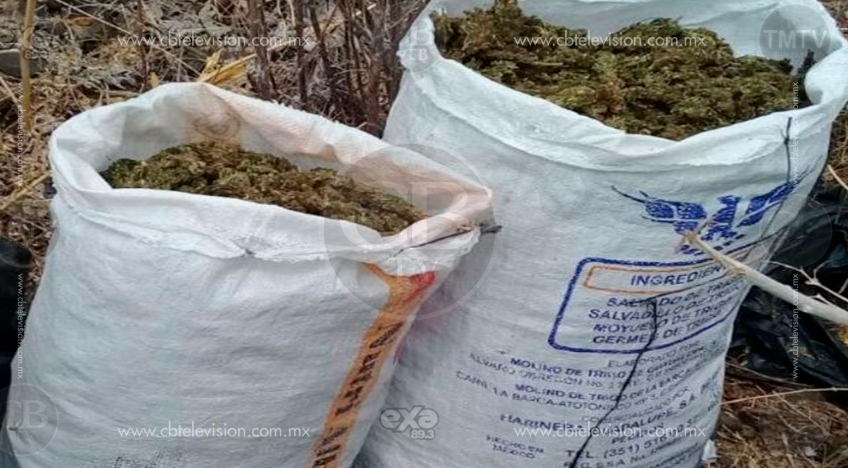 Policías aseguran 20 kilos de marihuana en Pedernales Policías aseguran 20 kilos de marihuana en Pedernales