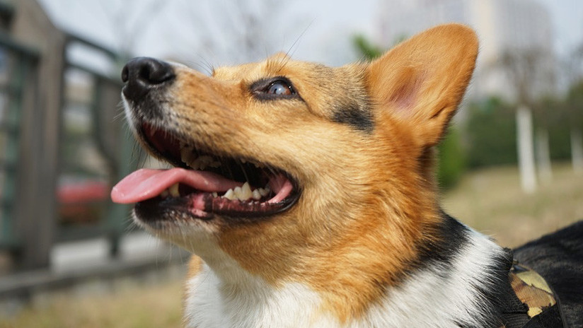 Un surcoreano mata un perro e invita a su dueño a comérselo Un surcoreano mata un perro e invita a su dueño a comérselo