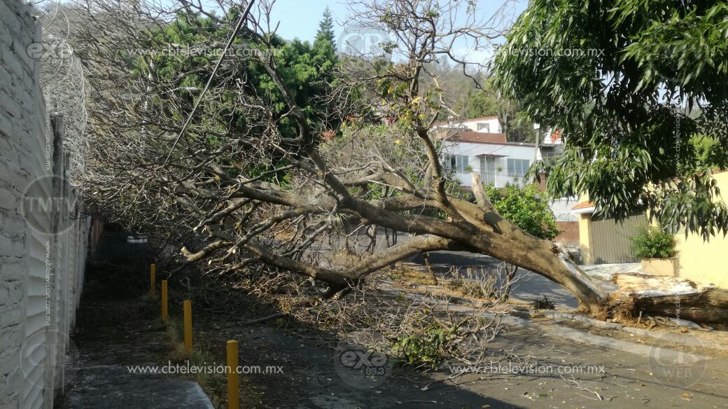 Cae árbol de 15 metros en Bosque Camelinas Cae árbol de 15 metros en Bosque Camelinas