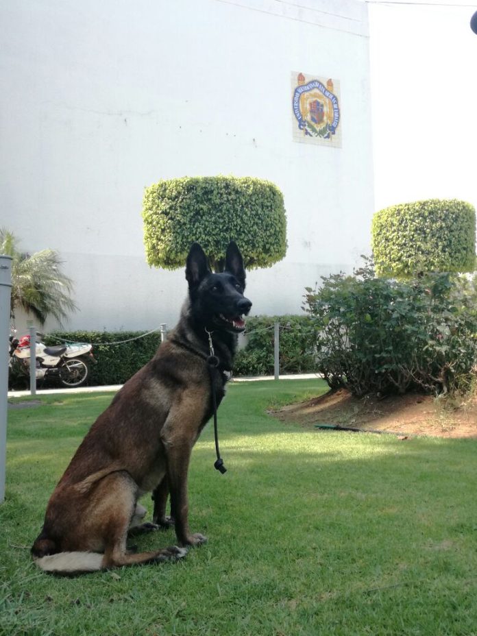 Unidades caninas resguardarán la UMSNH