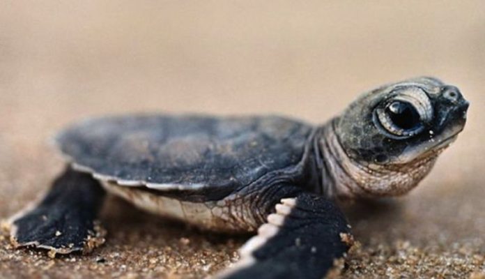 Liberan 267 crías de tortuga Lora en Tamaulipas
