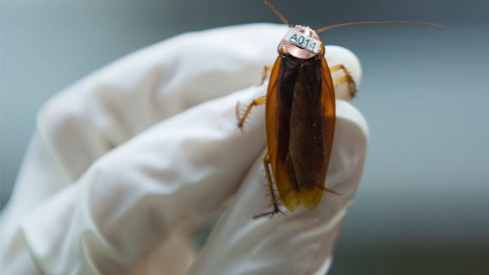 Mujer tuvo una cucaracha por más de una semana dentro de su oído