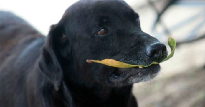 Hombre muere al haber sido atacado por jauría de perros
