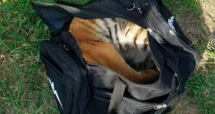 Abandonan a tigre bebé en una maleta en la frontera con EU