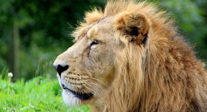 Animales, cada vez más nocturnos para evitar a humanos