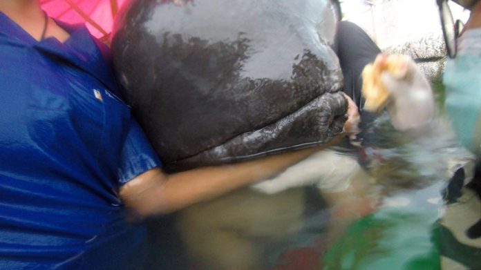 Muere ballena por comer 80 bolsas de plástico en Tailandia