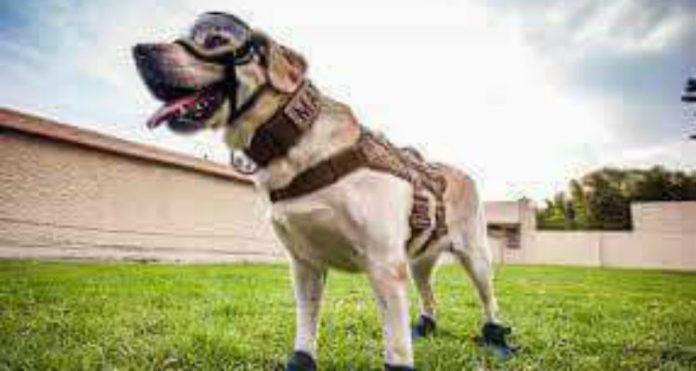Desmienten que Frida la perrita rescatista vaya a Guatemala