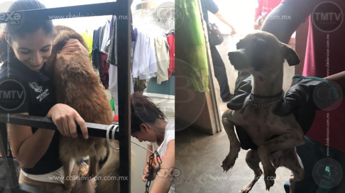 En cateo, PGJE rescata a tres perros abandonados y asegura inmueble en Morelia