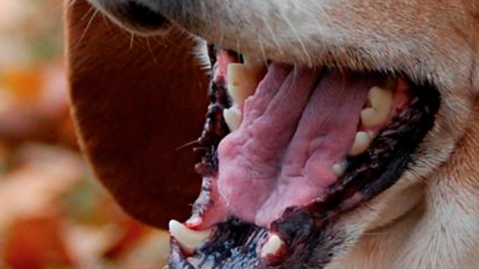 Denuncian maltrato animal en vivienda ubicada en Lacas de Uruapan