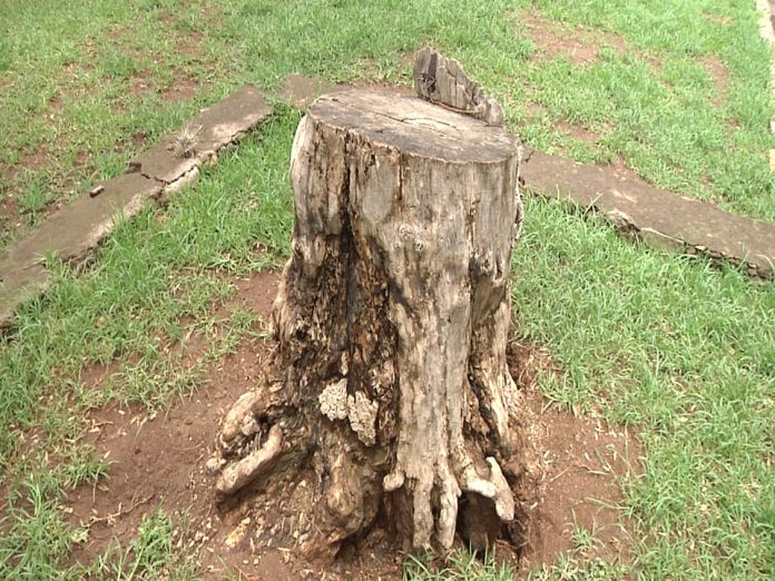Denuncia Ciudadana: Tala de árboles inmoderada en el Ejido de Torrecillas