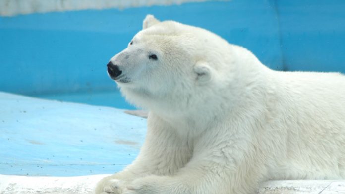 Animalistas exigen conocer causas de muerte de Yupik, pues eran polémicas las condiciones en las que vivía