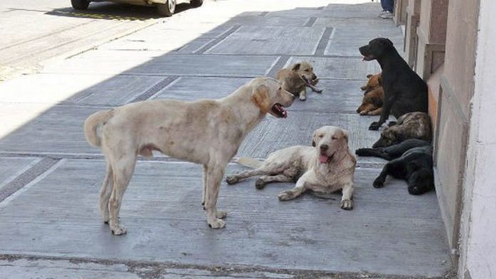 Aprueban iniciativa para matar perros callejeros que 'estorben el tránsito y rompan bolsas de basura'
