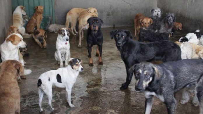 Pareja de abuelitos vivía con 73 perros que rescataron de la calle en Aguascalientes