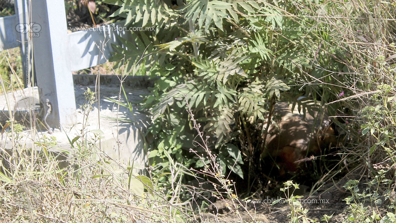 Hallan cuerpo humano putrefacto en Uruapan