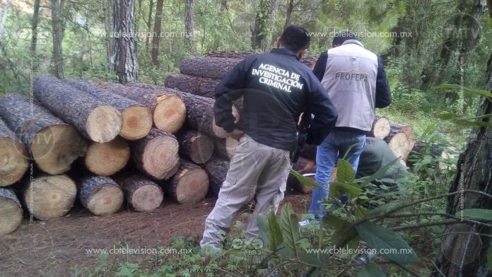 Inician carpetas de investigación por deforestación en Panindícuaro y en Zacapu