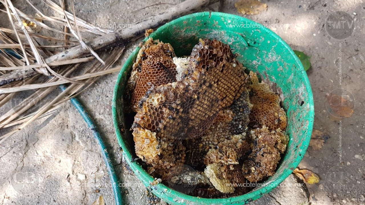 Con ayuda de fuego bomberos de Lázaro Cárdenas eliminaron enjambre de abejas