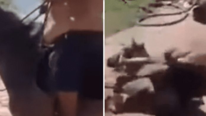 Video: Hombre con obesidad se sube a caballo y el animal colapsa