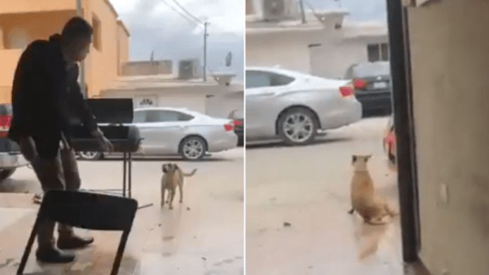 Video: Indigna supuesto trabajador de la CFE por apuñalar a perro que buscaba comida