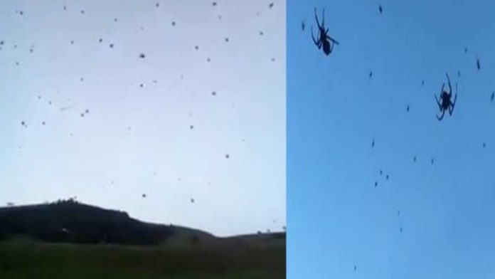 Video: “Lluvia de arañas” causa terror en comunidad de Brasil