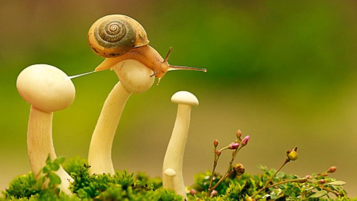 Especie de caracol es el primer animal extinto de 2019, piensan clonarlo