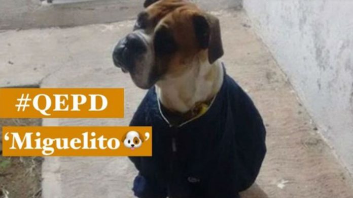 Exigen justicia para un perro, le dieron de tragar pirotecnia y murió