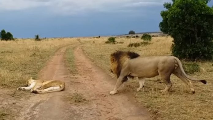 Video: León despierta de forma nunca antes vista a su pareja