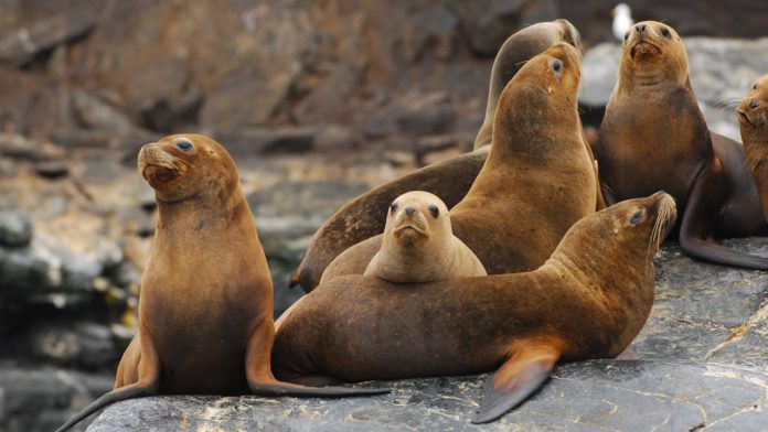 Sacrifican lobos marinos en Estados Unidos para salvar peces en peligro de extinción