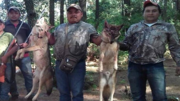 Exhiben a regidor michoacano cazando lobos en peligro de extinción