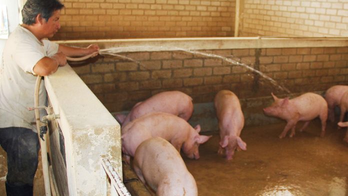 Se instalarán videocámaras en rastros de Escocia para evitar maltrato animal
