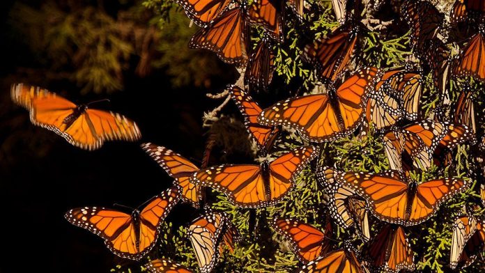 Desciende presencia de mariposa monarca en santuarios mexicanos